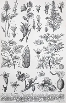 Historisches Bild von verschiedenen Arten