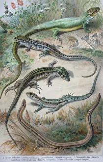 Historisches Bild von verschiedenen Eidechsen: (Lacerta viridis)
