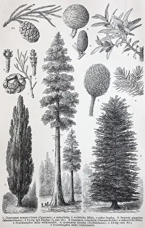 Historisches Bild von verschiedenen Gymnospermen: (Cypressus) sempervirens