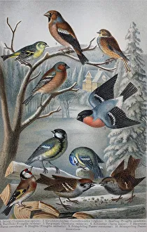 Historisches Bild von verschiedenen Singvoegeln: Chryomitris (spinus)