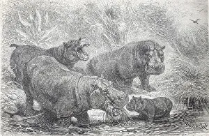 Historisches (Hippopotamus amphibius) Bild des Flusspferdes