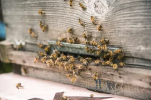 Hives in the apiary with bees flying on the landing boards