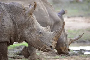 Hlane Royal National Park, Swaziland white rhino