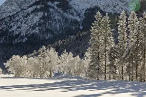 Hoar frosted trees in the Eng valley