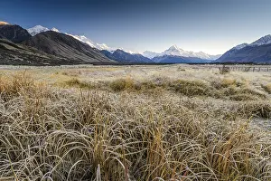Hoarfrost on dried grass, Aoraki