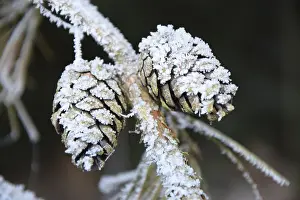 Hoarfrost, larch cones, ice, winter