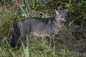 Hoary fox (Lycalopex vetulus) in dense bushes