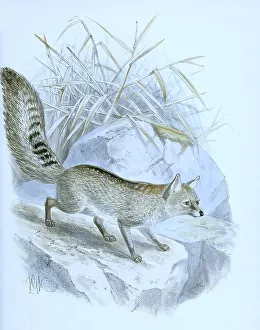 Hoary fox (Pseudalopex vetulus)