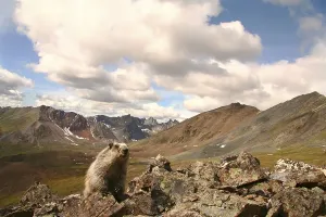 Hoary marmot, Marmota caligata