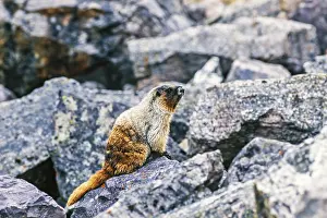 Hoary marmot (Marmota caligata) sitting on a rock at a rockfall scree
