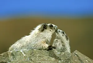 Hoary Marmots (Marmota caligata)
