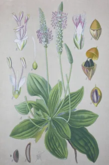 Hoary Plantain (Plantago media)