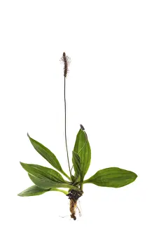 Hoary Plantain (Plantago media) on white background