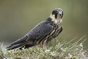 Hobby (Falco subbuteo), adult, perched on grass topped drystone wall