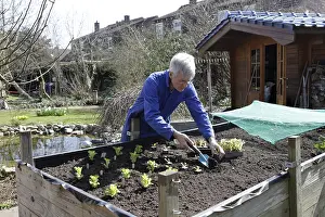 Hobby gardener plants young lettuce plants in raised bed