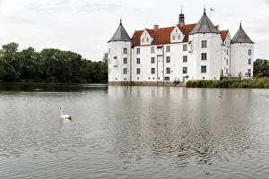 Hocker swan (Cygnus olor) in front of Glucksburg Castle
