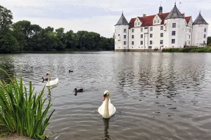 Hocker swan (Cygnus olor) in front of Glucksburg Castle