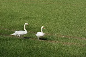 Hockerschwan (Cygnus olor)