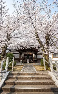 Hoden-ji temple, Japanese cherry blossom