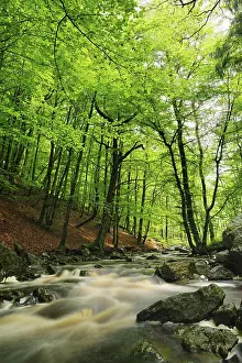 Hoegne stream, High Fens, Ardennes