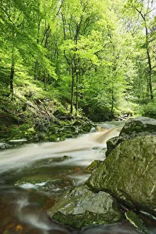 Hoegne stream, High Fens, Ardennes