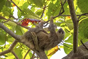 Hoffmann's two-fingered sloth (Choloepus hoffmanni) on a branch
