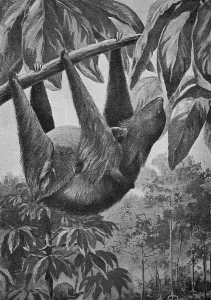 Hoffmann's two-toed sloth (Choloepus hoffmanni)