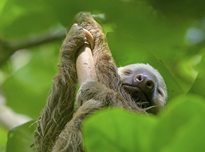 Hoffmann's two-toed sloth (Choloepus hoffmanni)
