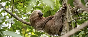Hoffmann's two-toed sloth (Choloepus hoffmanni) on a branch
