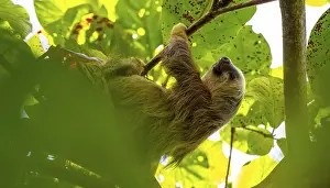 Hoffmann's two-toed sloth (Choloepus hoffmanni) on a branch