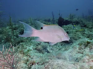 Hogfish (Lachnolaimus maximus) swimming in a coral reef