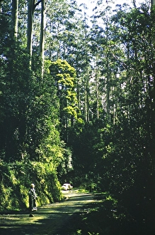 Holden 48 215 on tour through rural Victoria, Australia, 1956, on a forest road with tall trees, thought to be the Grampians National Park, Oceania