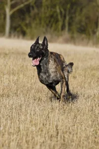 Hollandse Herdershond dog running on stubble field
