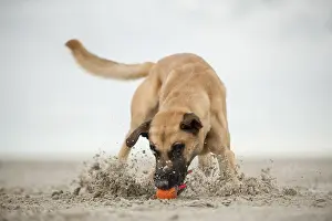 Hollandse Herdershond, Dutch Shepherd playing with a ball on the beach