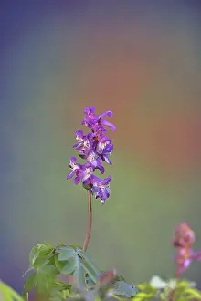 Hollow larkspur (Corydalis cava)
