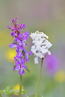 Hollow larkspur (Corydalis cava)