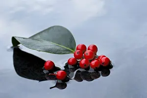 Holly, berries and leaf of holly in water