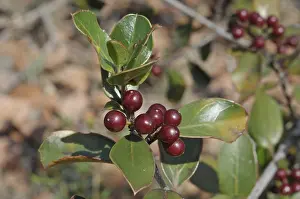 Holly buckthorn (Rhamnus alaternus)