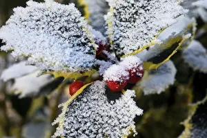 Holly with frost-covered leaves and fruits of the variety Ilex altaclerensis Golden King