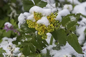 Holly (Ilex aquifolium), flower with snow