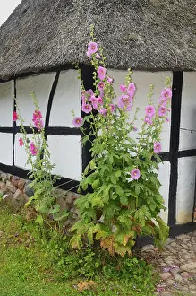 Framed Print : Hollyhocks by a half-timbered house with thatched roof and paved courtyard in Den gamle by