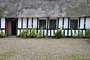 Framed Print : Hollyhocks by a half-timbered house with thatched roof and paved courtyard in Den gamle by