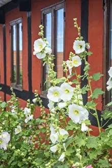Hollyhocks at half-timbered houses in Gudhjem