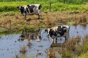 Two Holstein cows, Bos primigenius f