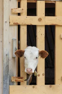 A Holstein-Friesian calf sticks its head through a wooden fence in the barn wall and looks out