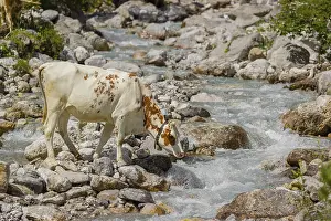 Holstein Friesian cattle crossing a creek on an alpine pasture