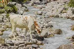 Holstein Friesian cattle crossing a creek on an alpine pasture