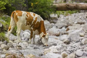 Holstein Friesian cattle crossing a creek on an alpine pasture