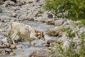 Holstein Friesian cattle crossing a creek on an alpine pasture