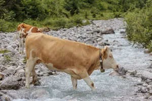 Holstein Friesian cattle crossing a creek on an alpine pasture